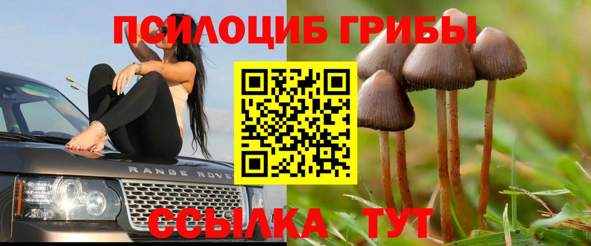 Псилоцибиновые грибы мицелий Солнечногорск